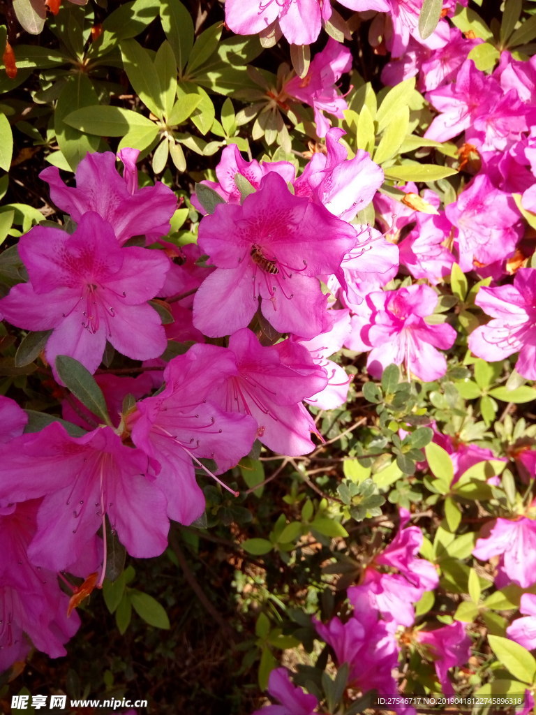 杜鹃花