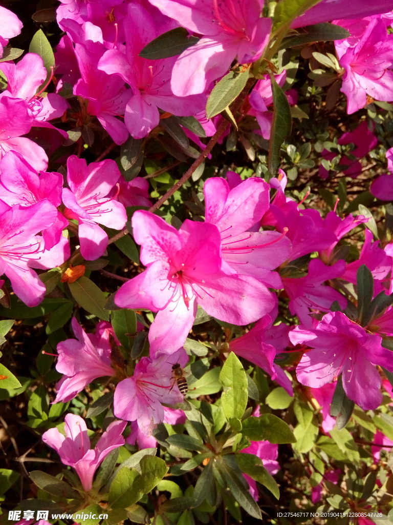 杜鹃花