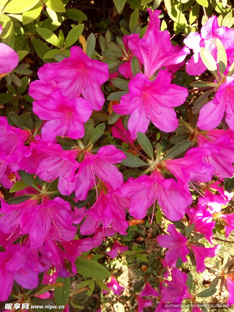 杜鹃花