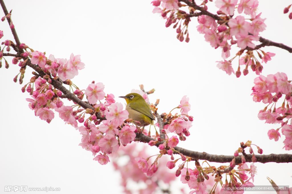 樱花