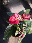 花烛