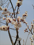 杏花