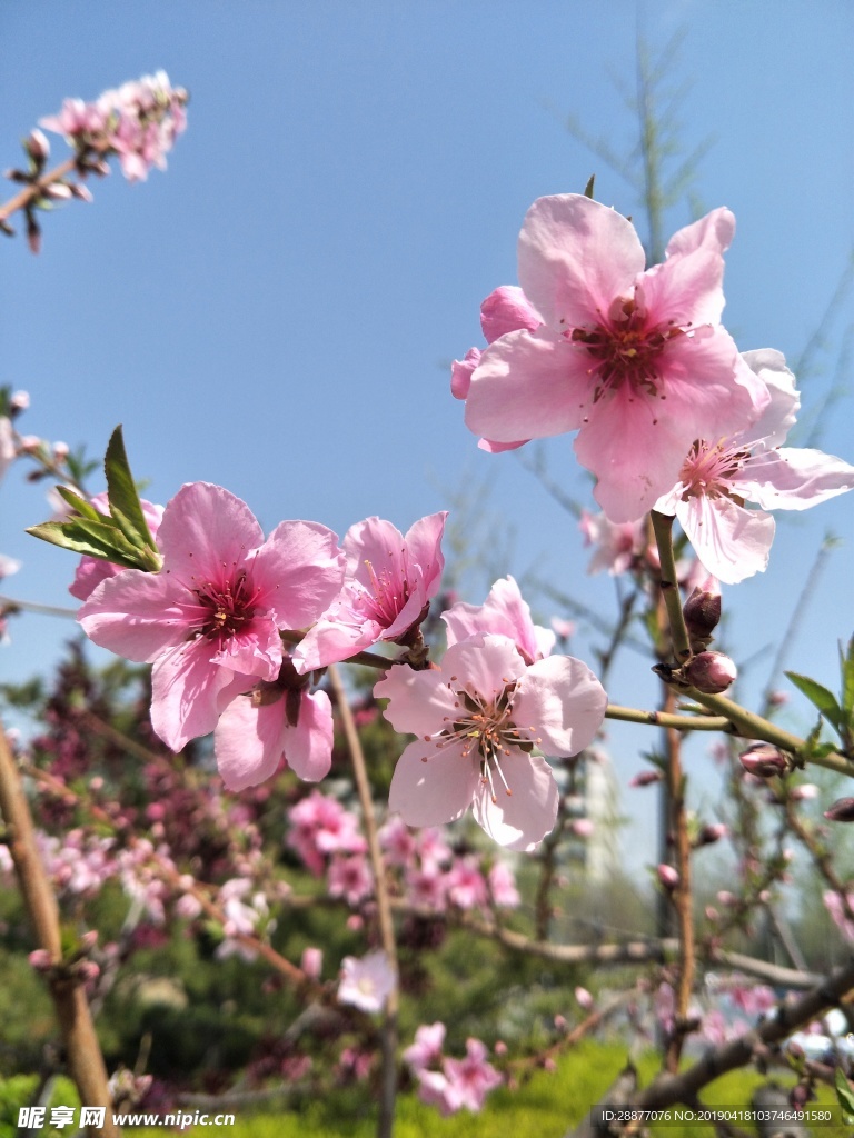 桃花