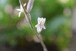 玉露花