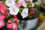 石竹花