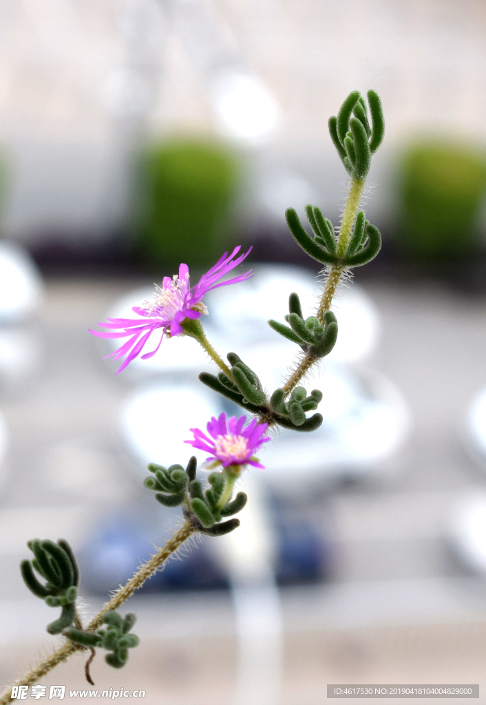 枝干番杏