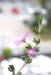 枝干番杏