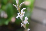 玉露花