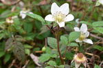 野草莓花