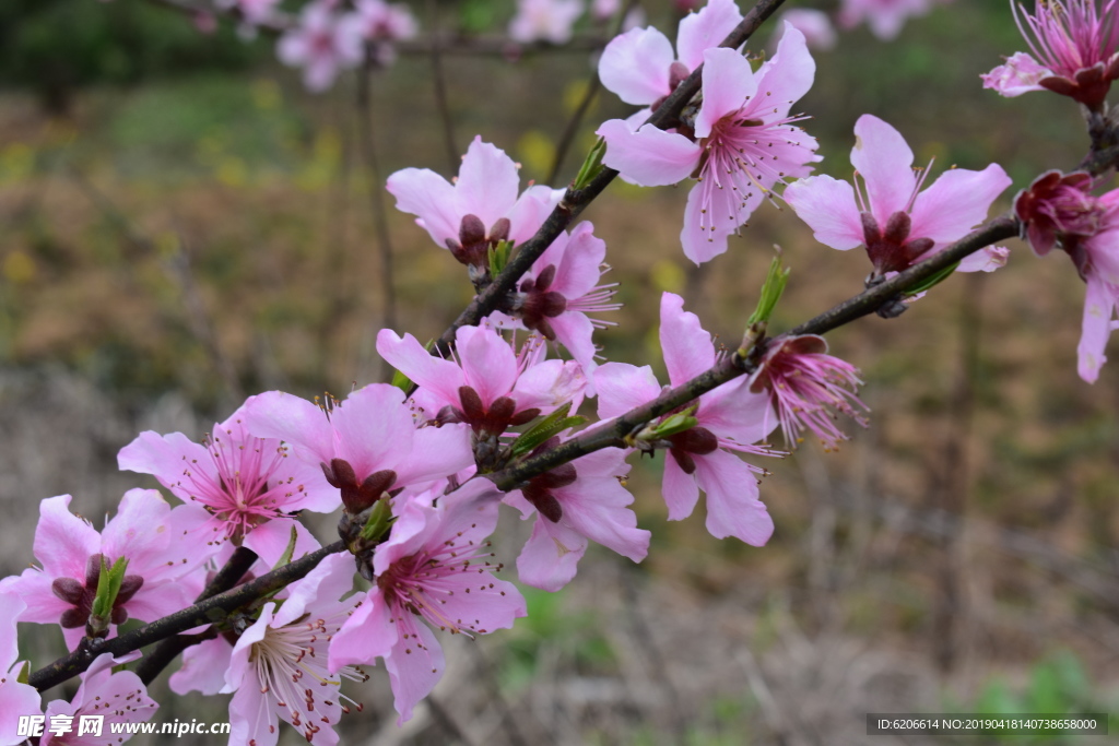 桃花