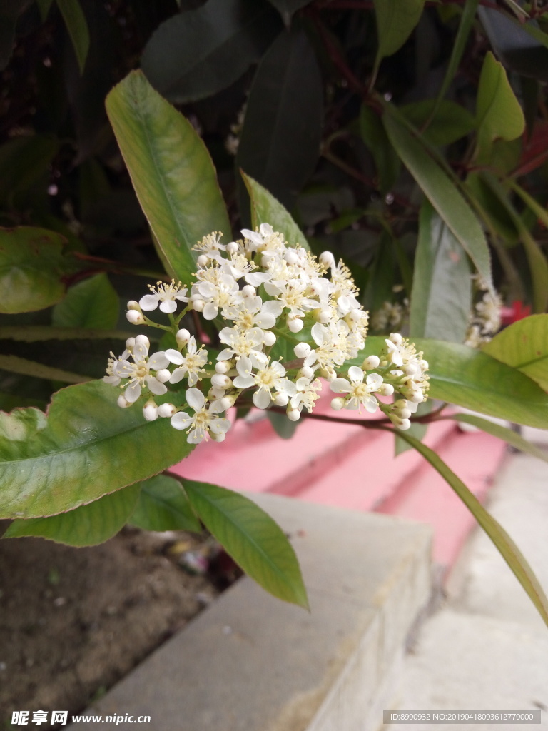 珍珠花
