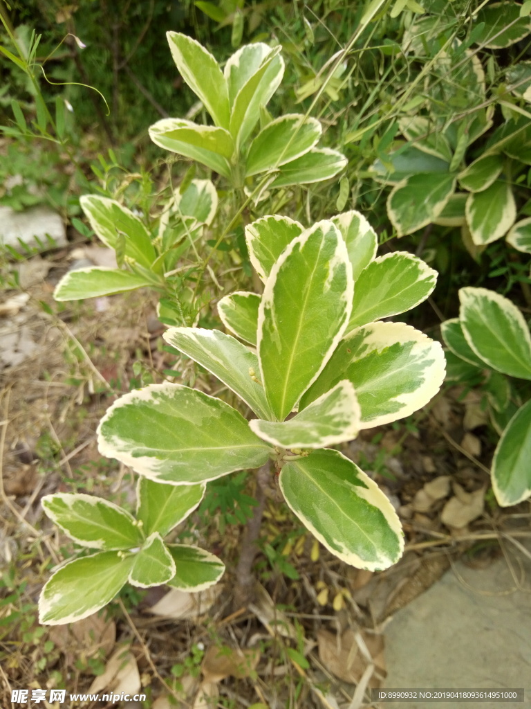小绿叶