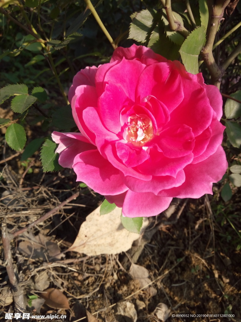 茶花