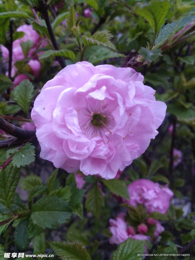 粉色的花