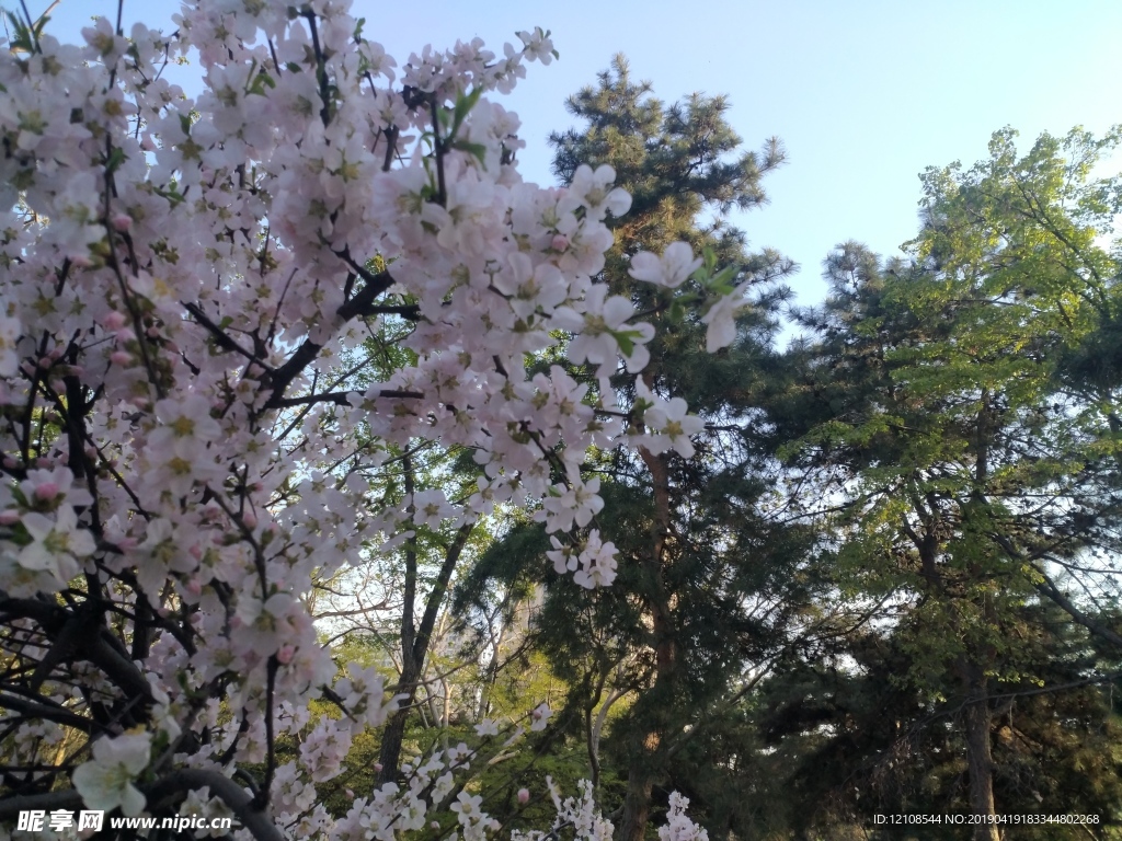 桃花