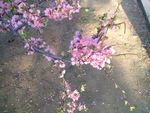 樱花桃花
