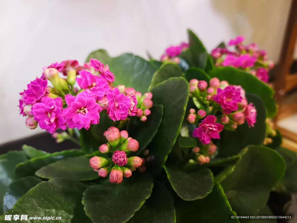 长寿花