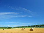 田野