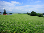 田野