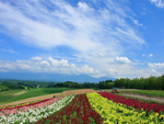 花海