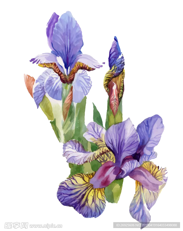 中国风 古典 手绘 花卉花朵