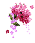 中国风 古典 手绘 花卉花朵