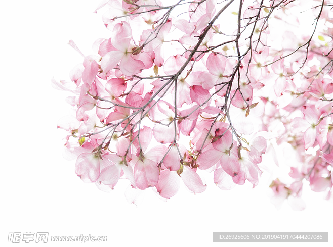 中国风 古典 手绘 花卉花朵