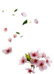 中国风 古典 手绘 花卉花朵