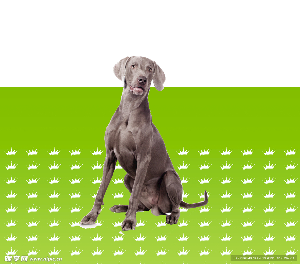 狗