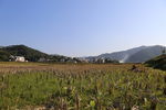 家乡田园风光