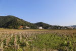 田园风光