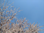 春暖花开