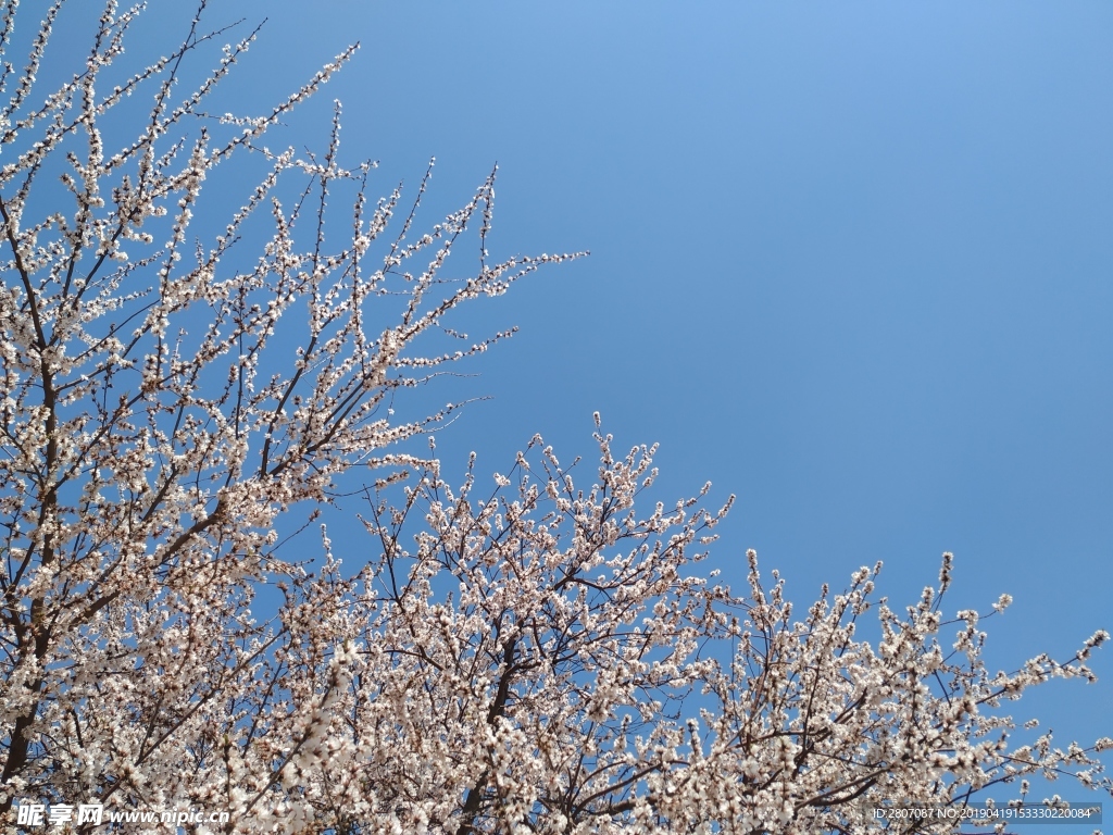 春暖花开