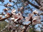 花开