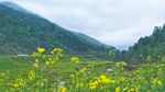 油菜花田