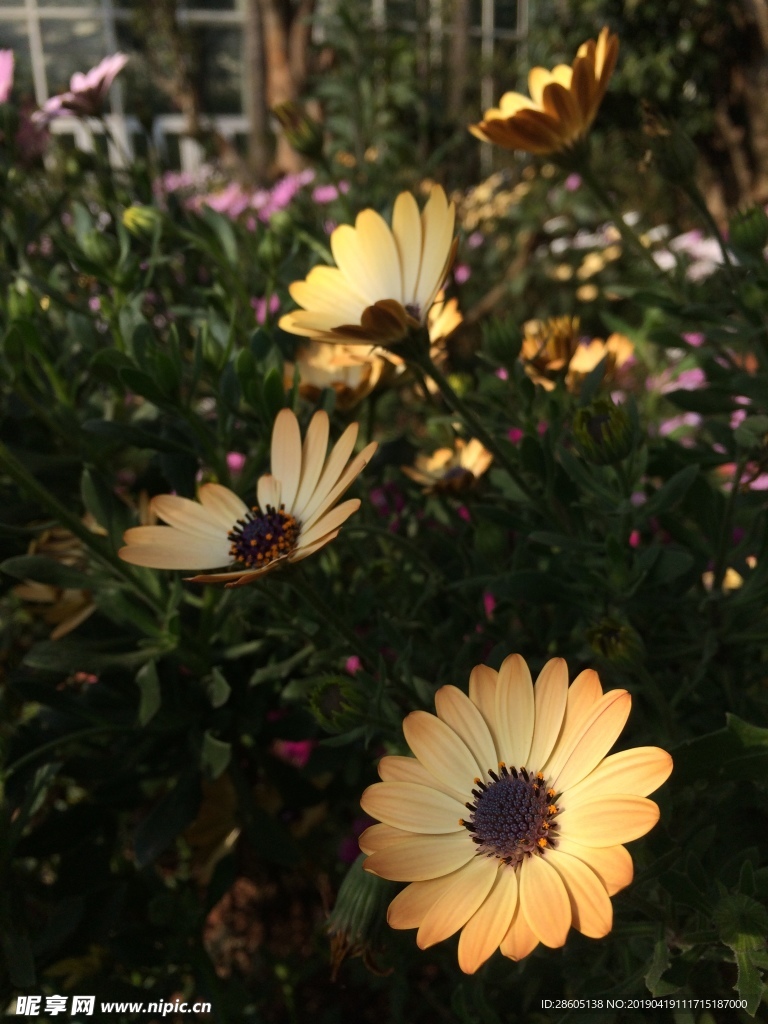 蓝目菊
