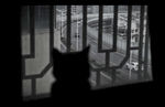 猫咪看世界