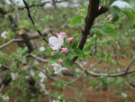 小苹果花
