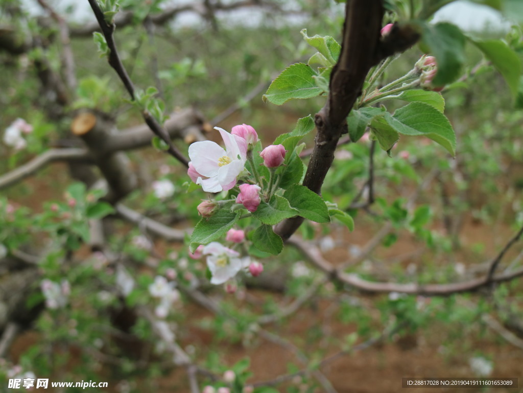 小苹果花