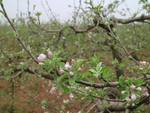 苹果花