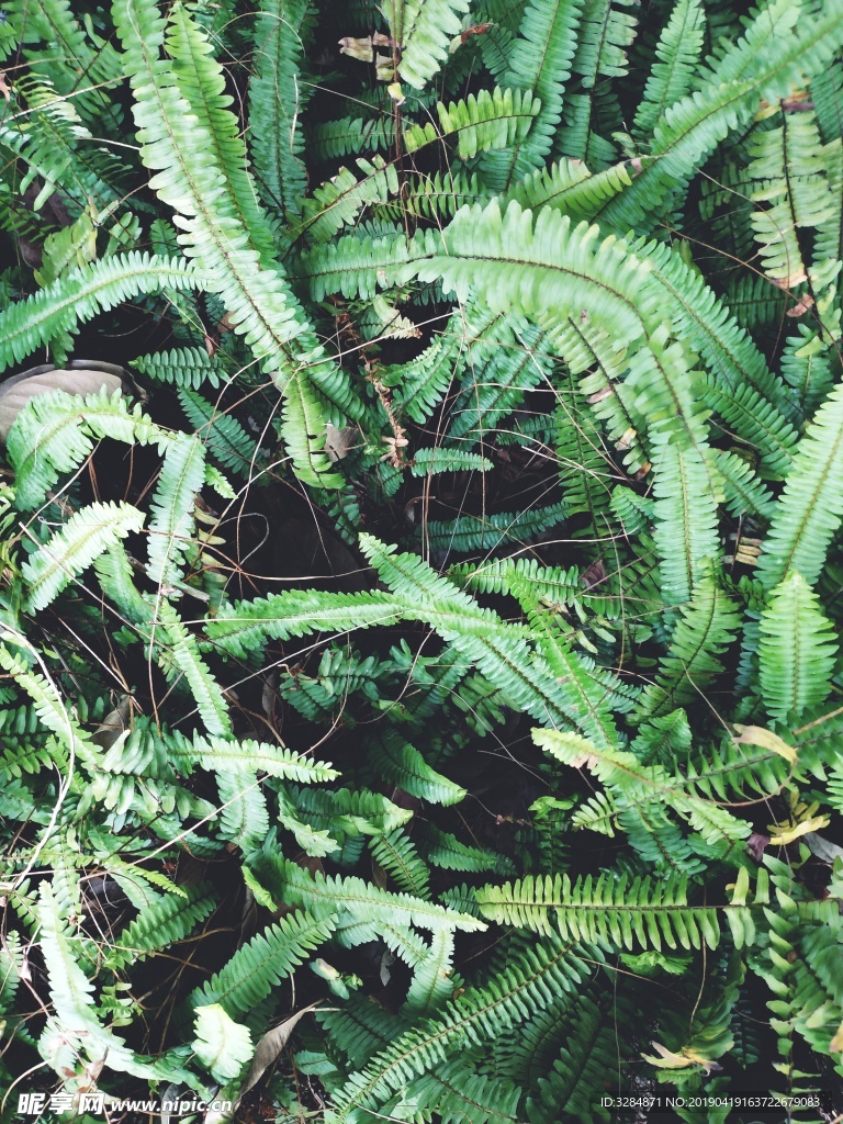 蕨类植物
