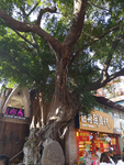 榕树