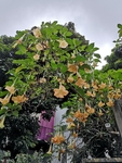 木曼陀罗