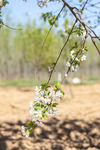 苹果花