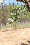 苹果花