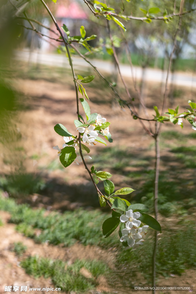 苹果花
