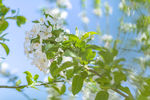 苹果花