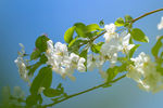 苹果花