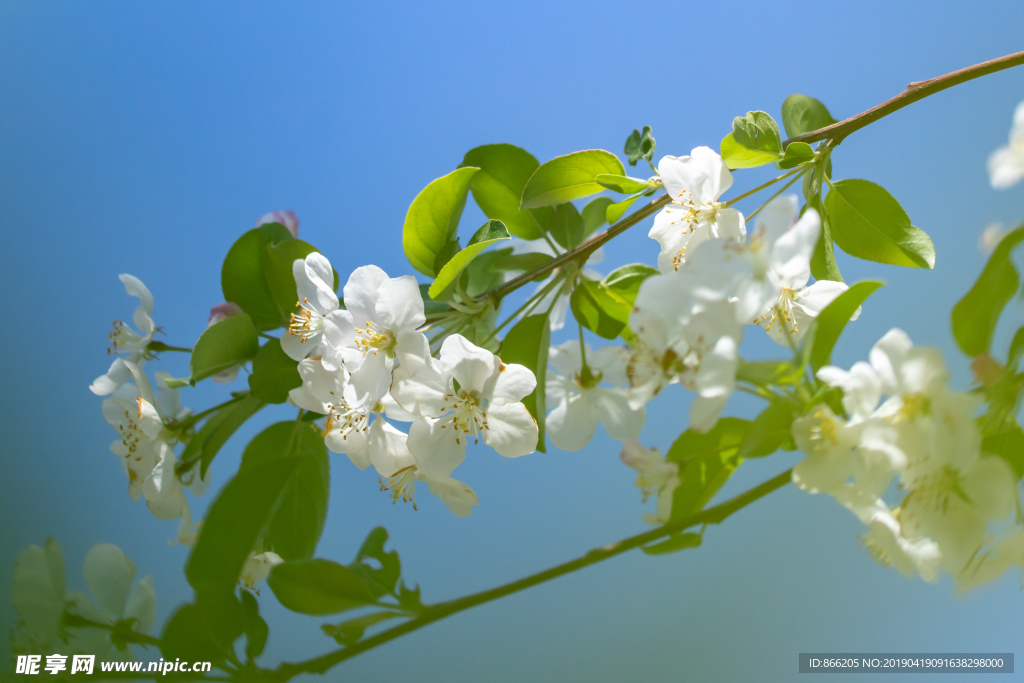 苹果花
