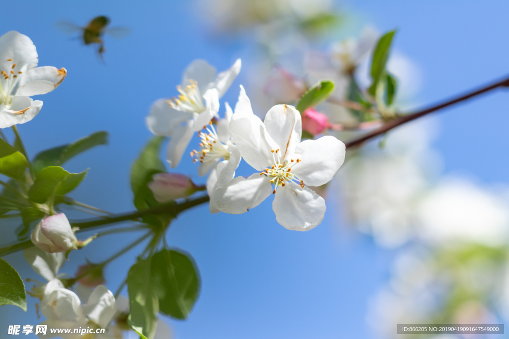 苹果花